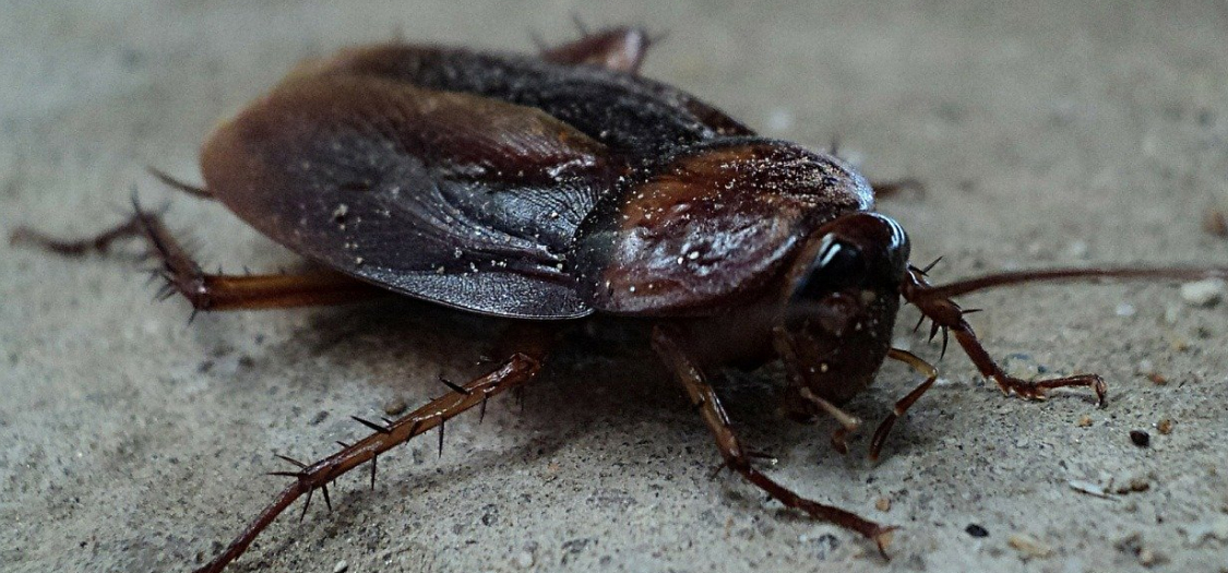 australian-cockroach