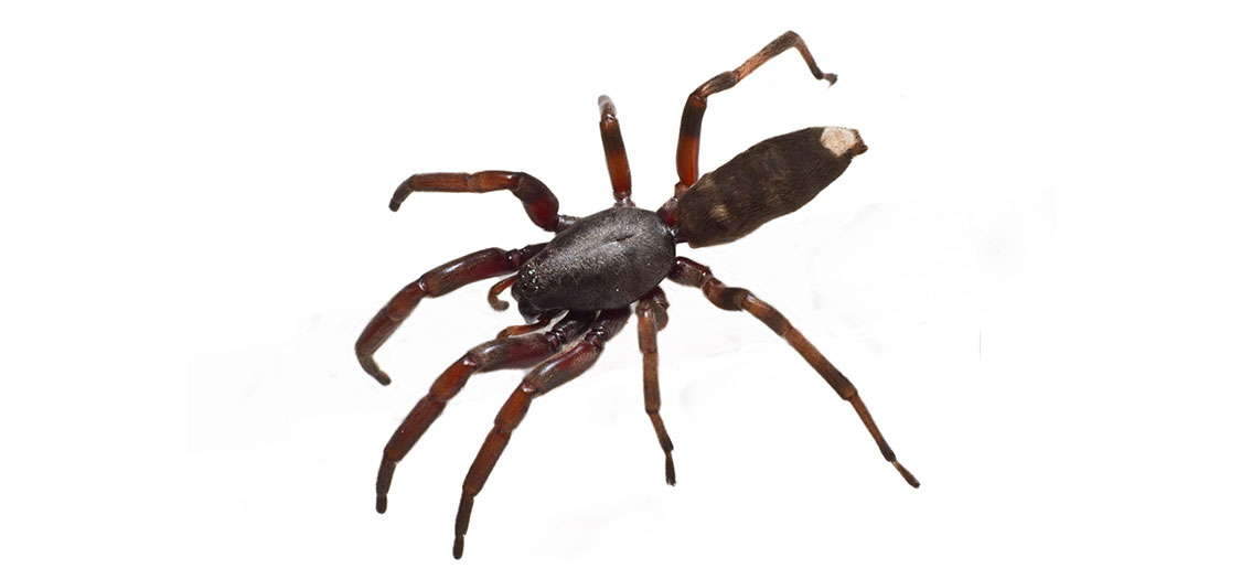 white-tailed-spider-final